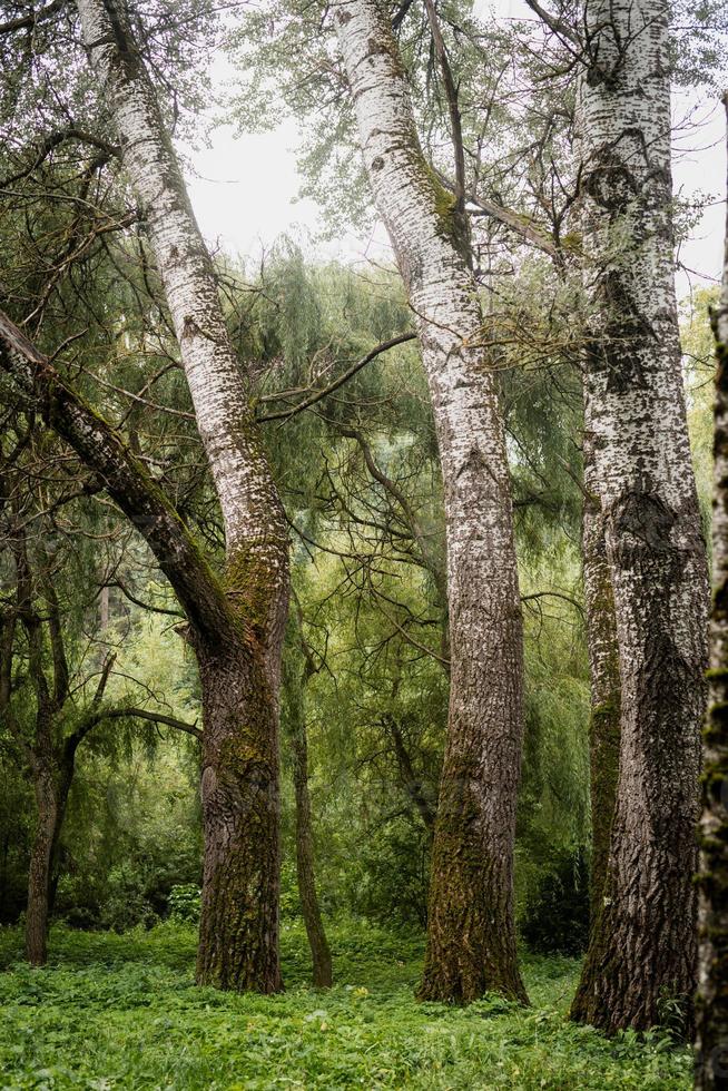 mousse verte sur un vieil arbre photo