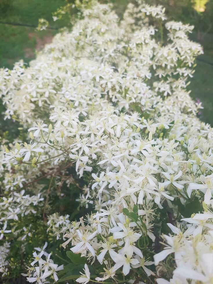 clématite Ligusticifolia une parfumé et robuste vigne photo