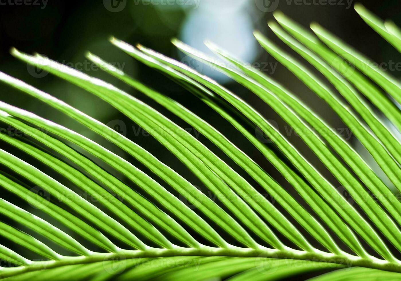 les feuilles pennées composées de cycas revoluta thunb photo