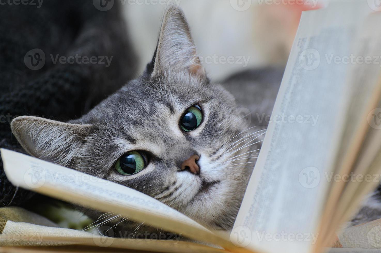 un chat aux yeux ouverts se trouve près d'un livre ouvert entre les pages. photo