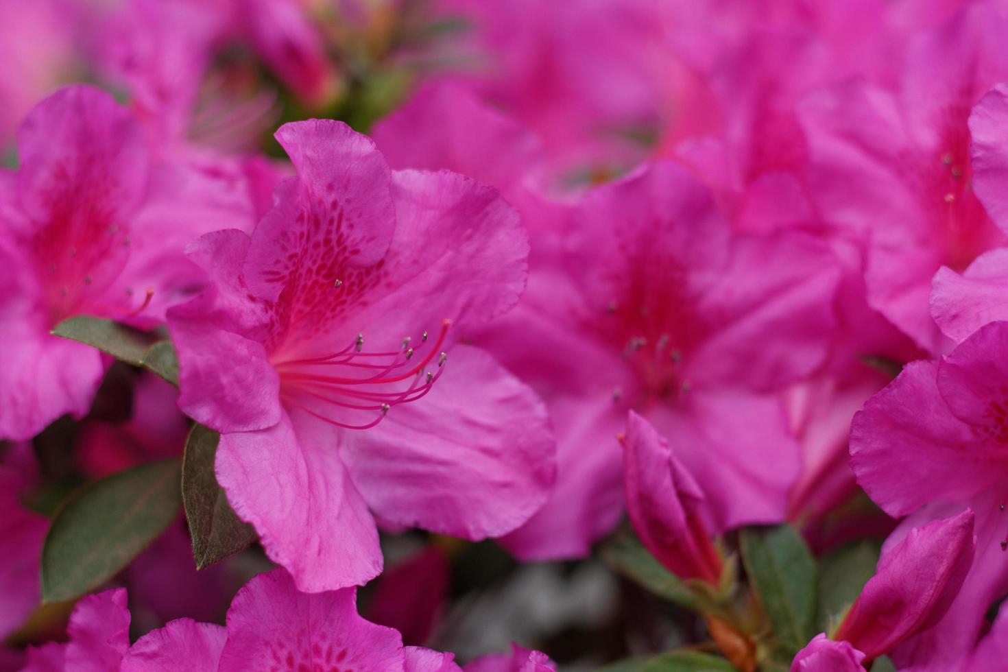 fleurs d'azalée rose photo