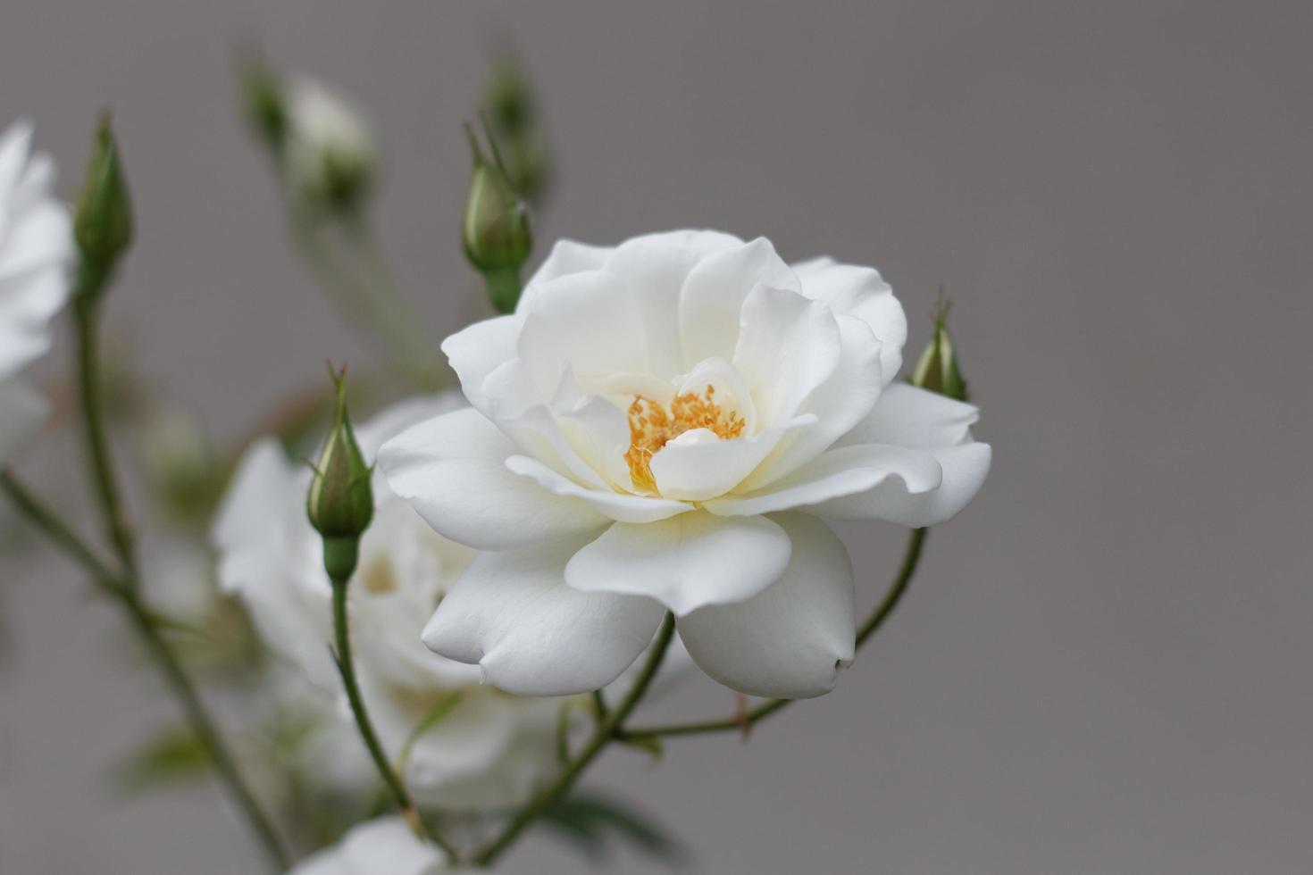 roses blanches et feuilles photo