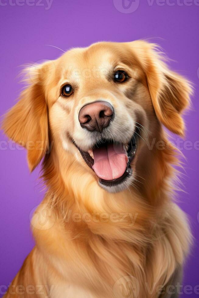 ai généré une fermer portrait de une d'or retriever chiot sur une violet Contexte photo