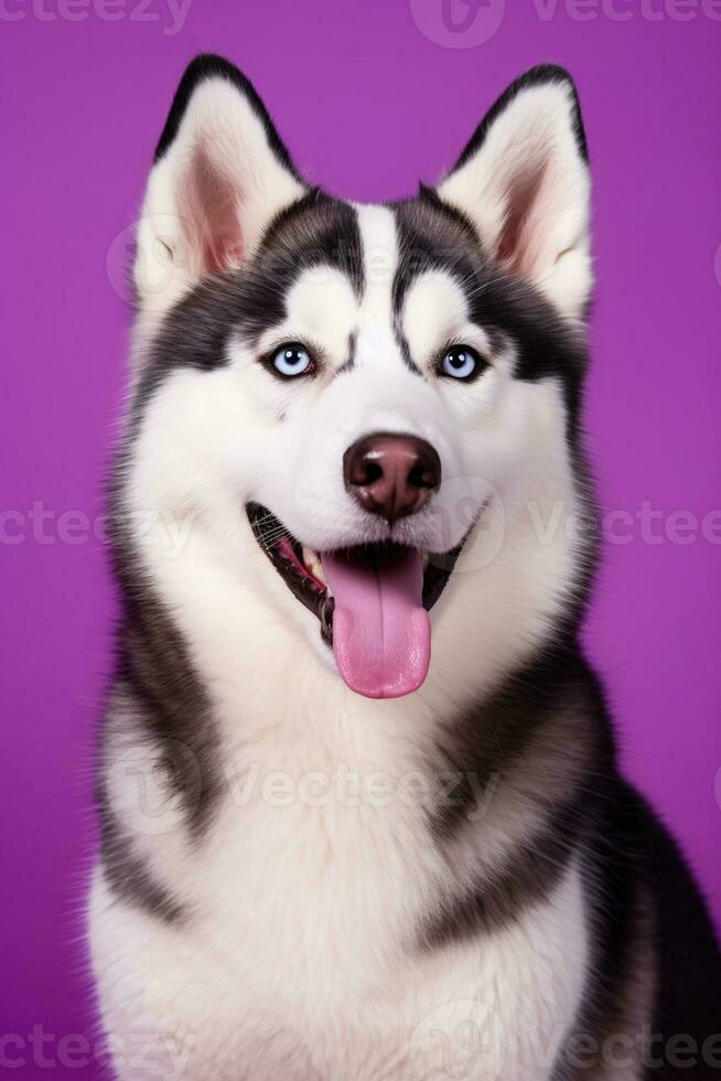 ai généré une fermer portrait de une rauque chien avec bleu yeux et une violet Contexte photo