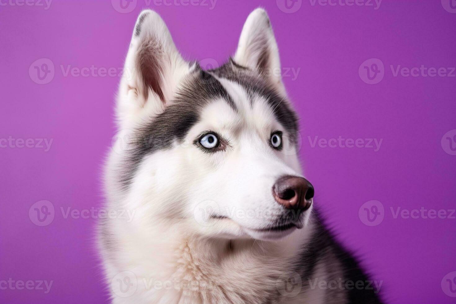 ai généré une fermer portrait de une rauque chien avec bleu yeux et une violet Contexte photo