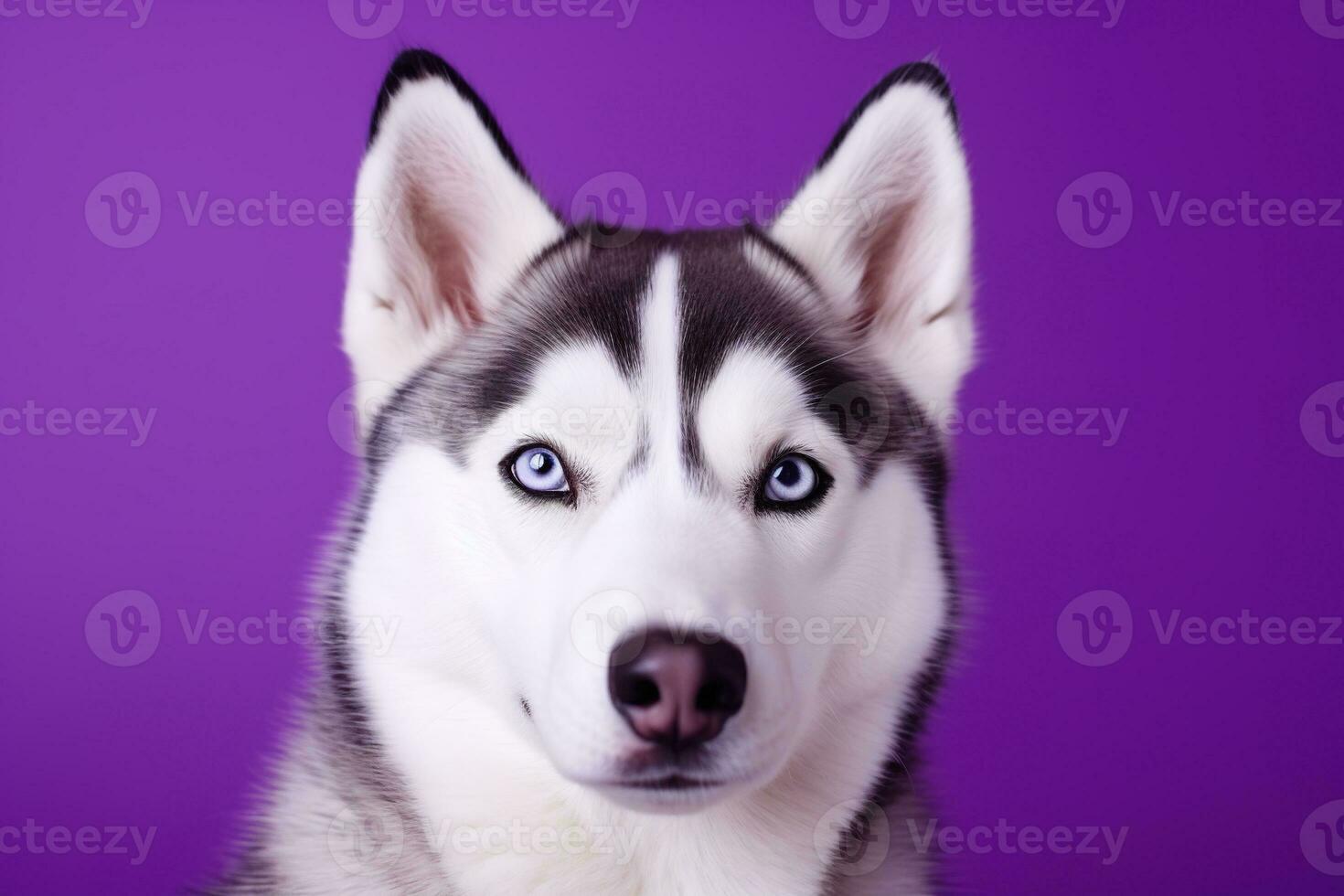 ai généré une fermer portrait de une rauque chien avec bleu yeux et une violet Contexte photo