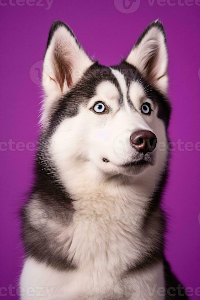 ai généré une fermer portrait de une rauque chien avec bleu yeux et une violet Contexte photo