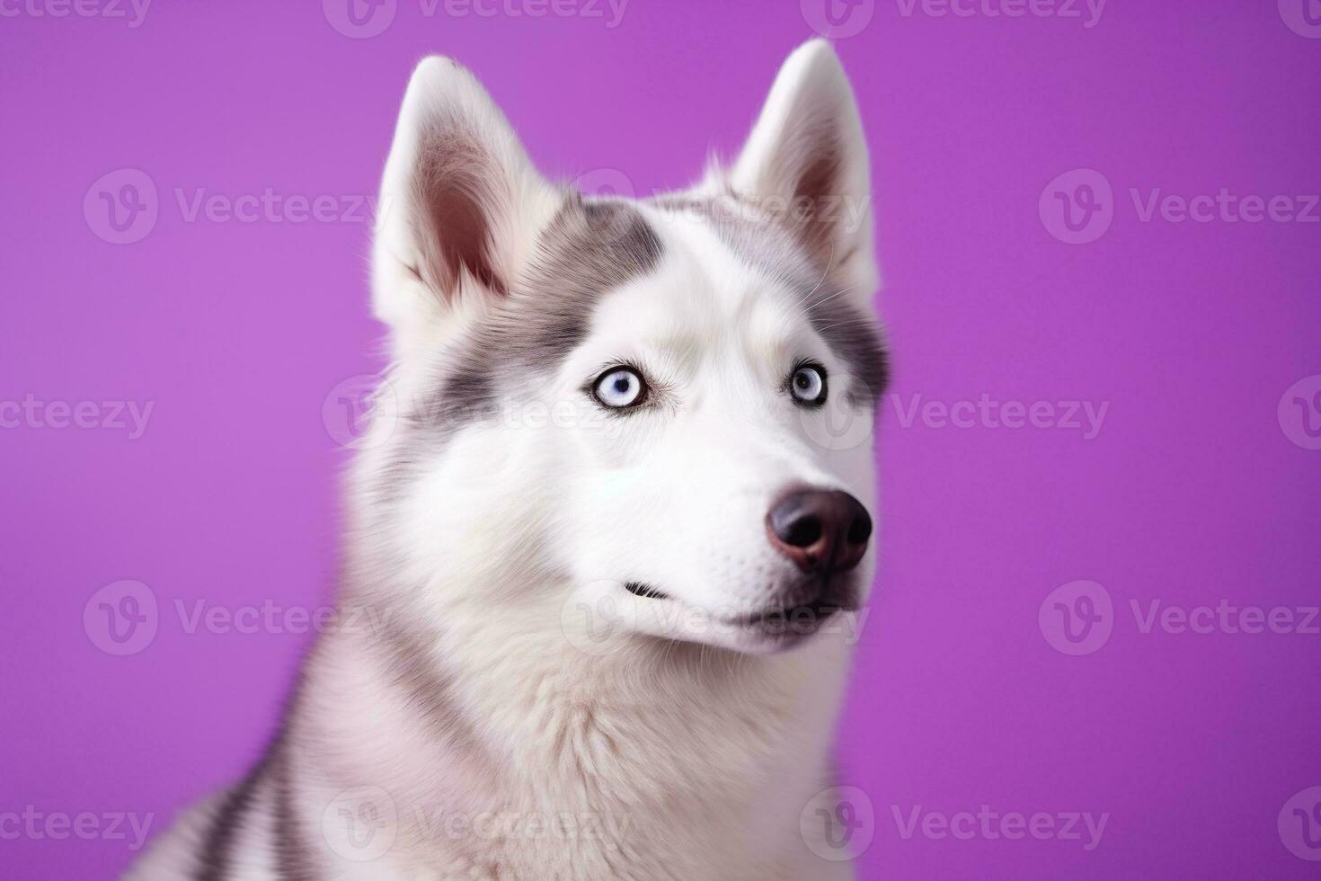 ai généré une fermer portrait de une rauque chien avec bleu yeux et une violet Contexte photo