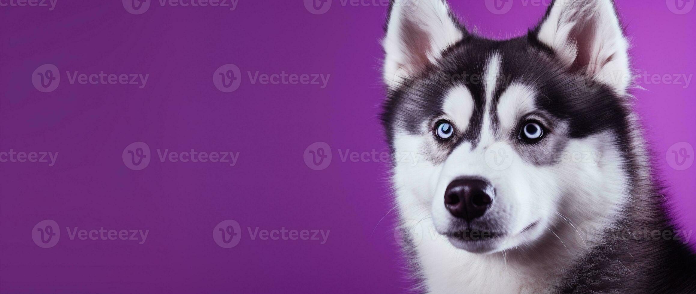 ai généré une fermer portrait de une rauque chien avec bleu yeux et une violet Contexte photo