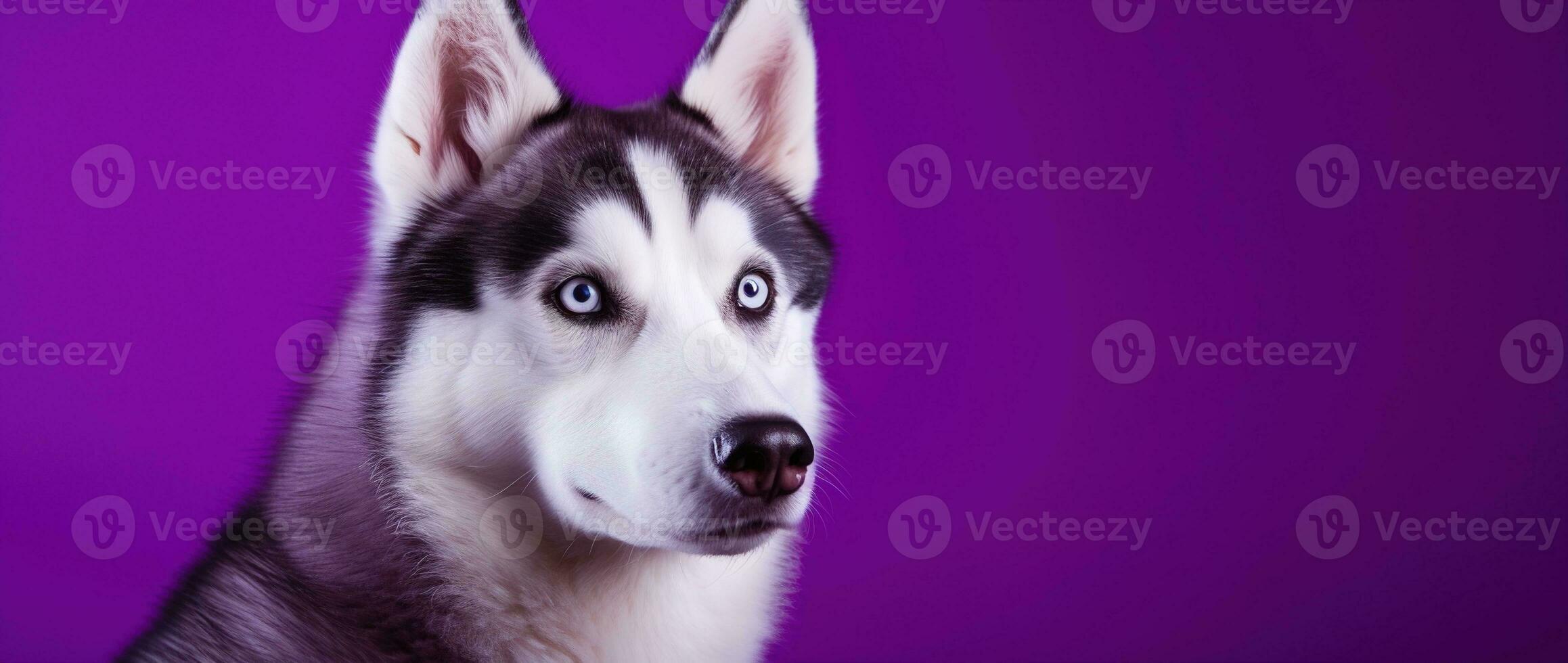 ai généré une fermer portrait de une rauque chien avec bleu yeux et une violet Contexte photo