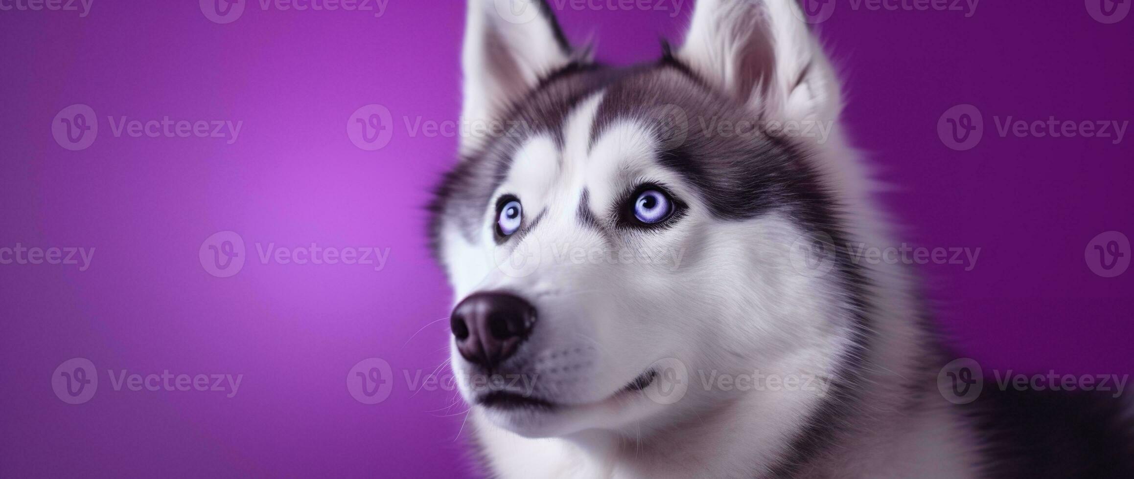 ai généré une fermer portrait de une rauque chien avec bleu yeux et une violet Contexte photo