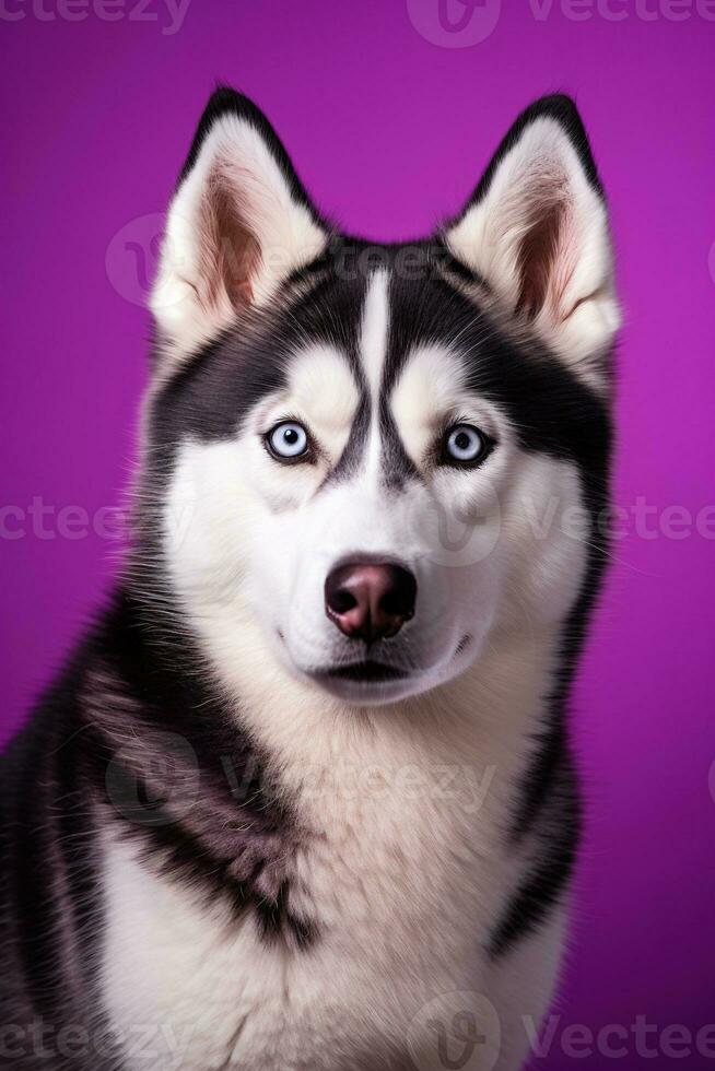 ai généré une fermer portrait de une rauque chien avec bleu yeux et une violet Contexte photo