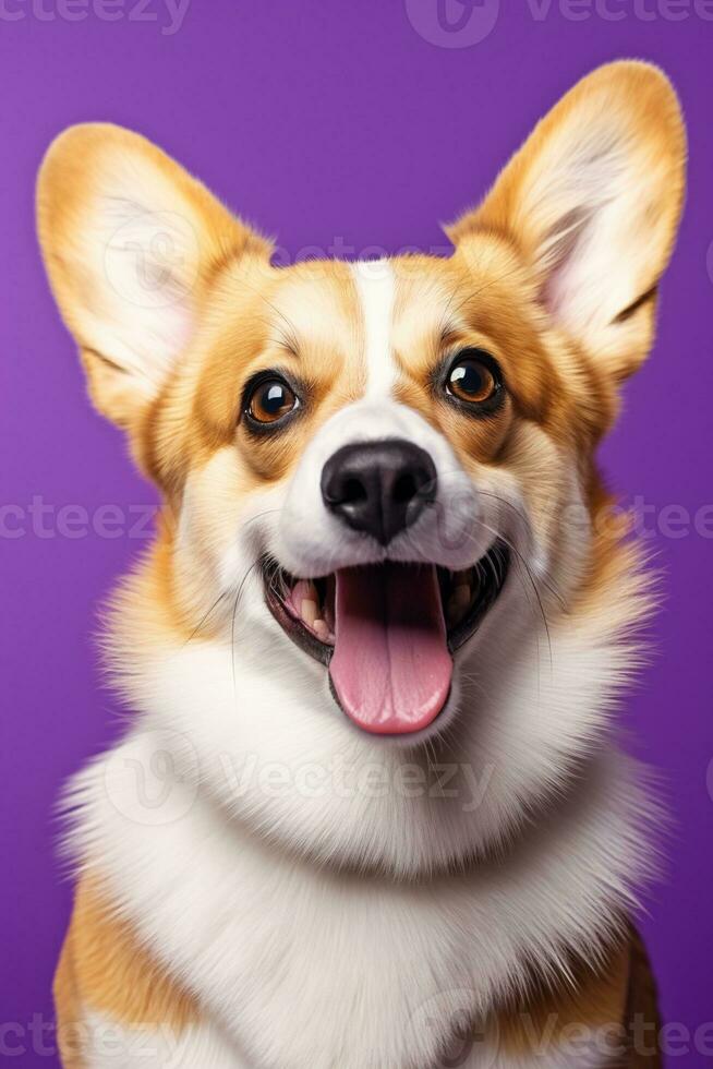 ai généré mignonne gallois corgi chien sur une violet Contexte photo