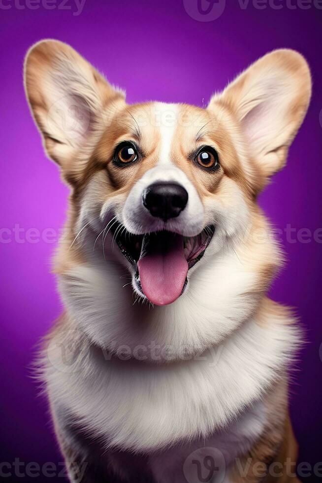 ai généré mignonne gallois corgi chien sur une violet Contexte photo