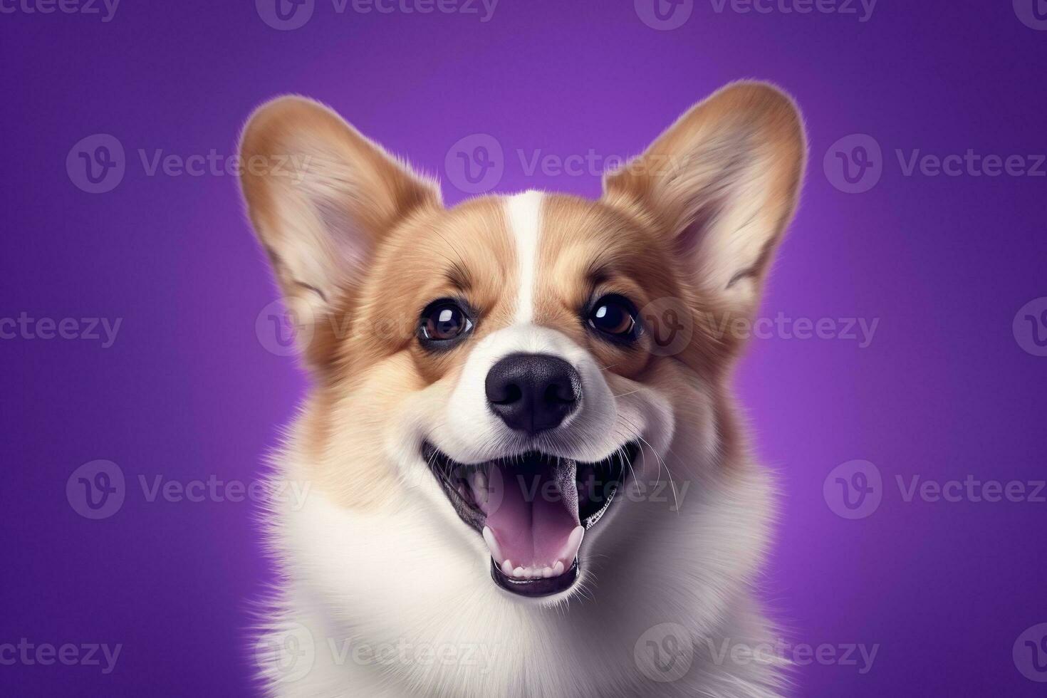 ai généré mignonne gallois corgi chien sur une violet Contexte photo