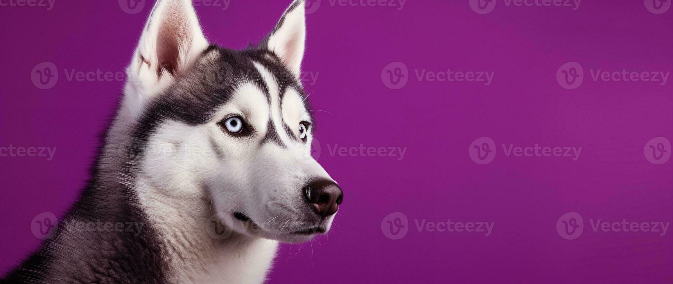 ai généré une fermer portrait de une rauque chien avec bleu yeux et une violet Contexte photo