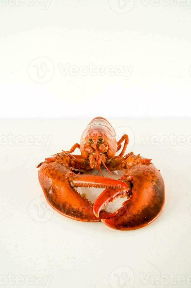 une Homard sur une blanc Contexte photo