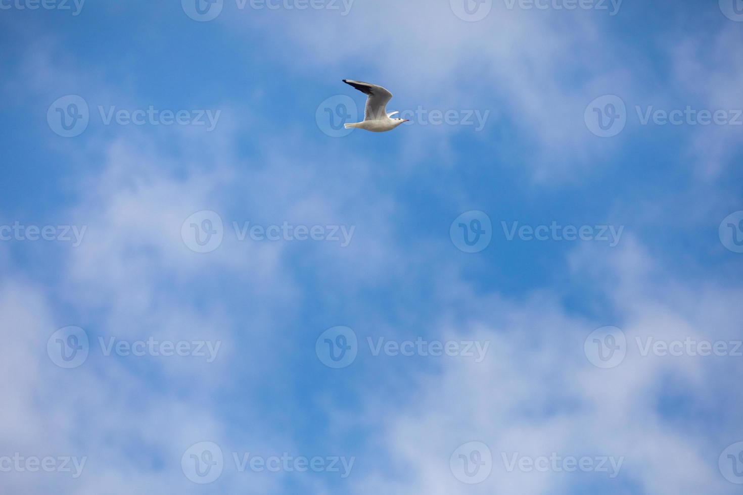 oiseau volant mouette isolé ciel symbole du concept de liberté. mouette blanche dans le ciel photo