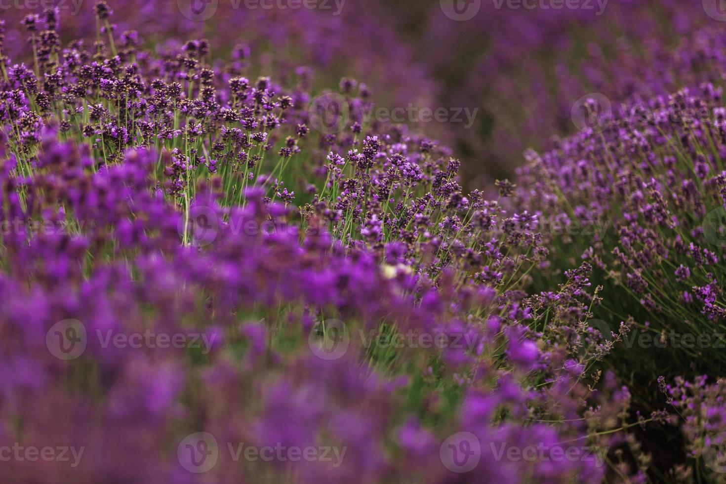 champ de lavande en provence, fleurs de lavande odorantes violettes en fleurs. lavande croissante se balançant sur le vent au-dessus du ciel coucher de soleil, photo