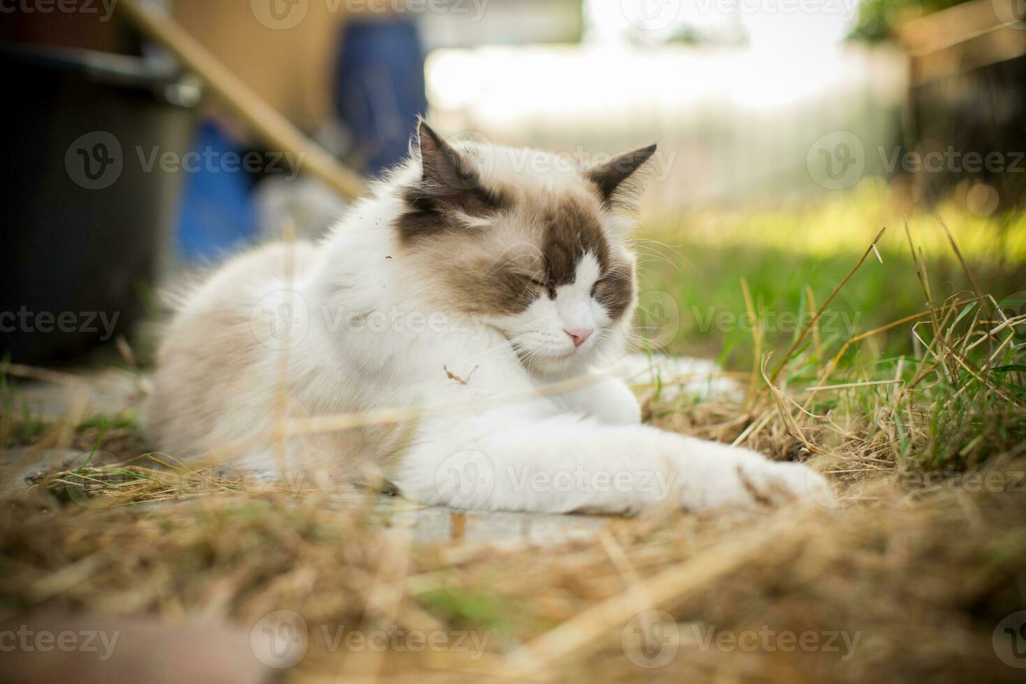 magnifique Jeune chat de ragdoll race des promenades sur en plein air photo