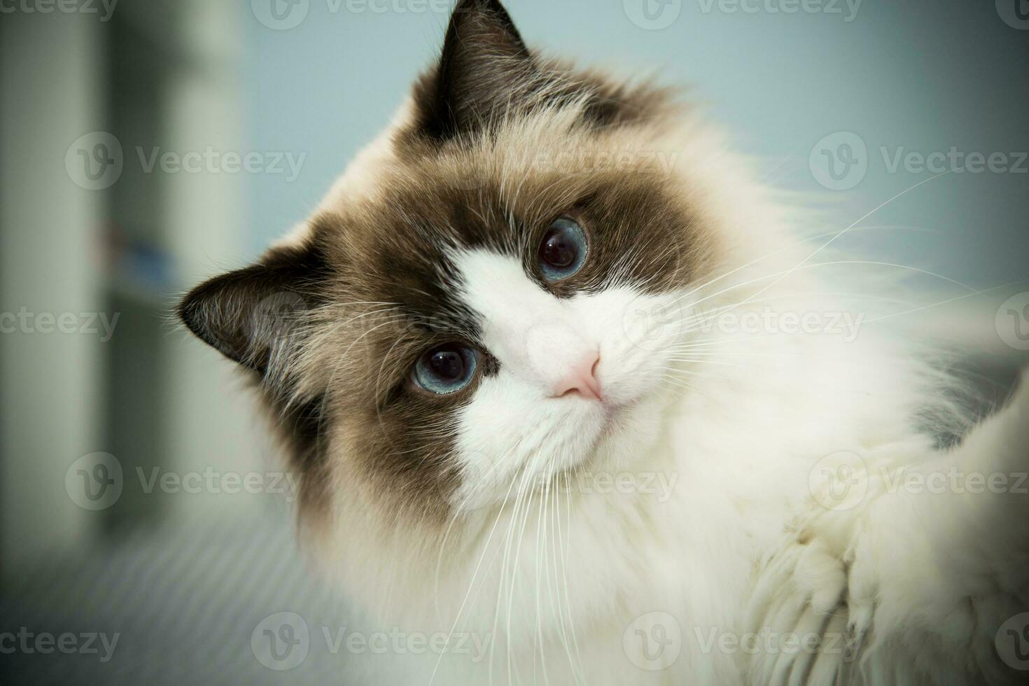 Jeune magnifique de race ragdoll chat à Accueil photo