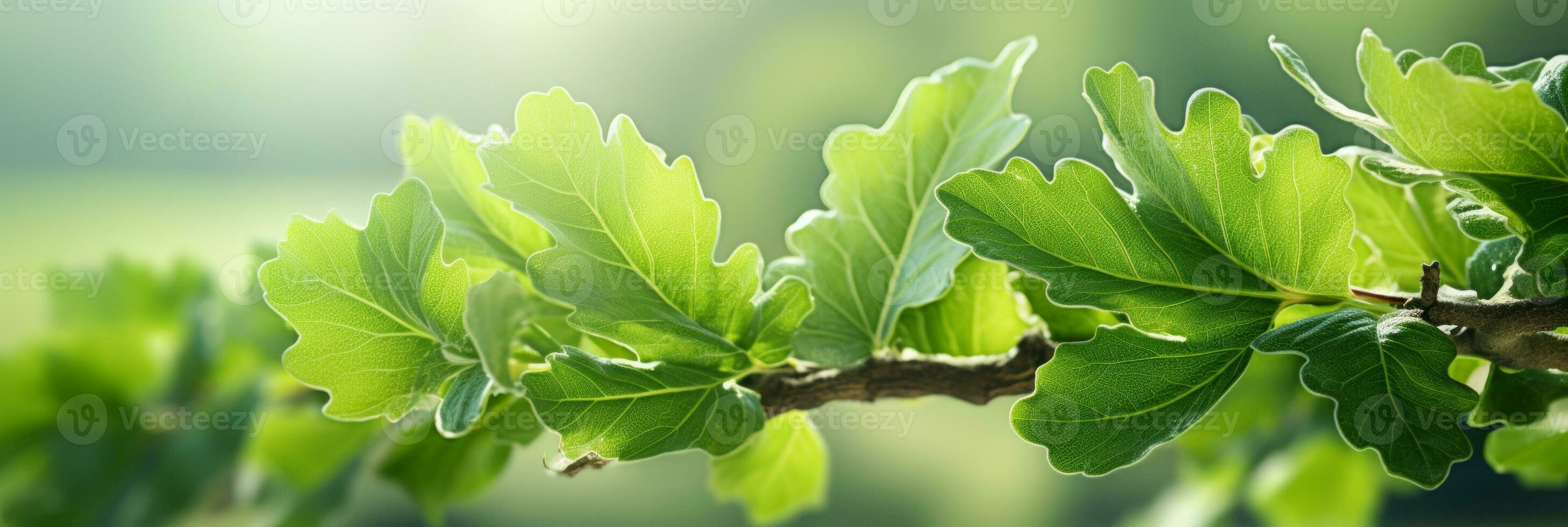 ai généré magnifique ensoleillé chêne arbre feuilles embrasé dans le d'or lumière du soleil de une paisible et serein forêt photo