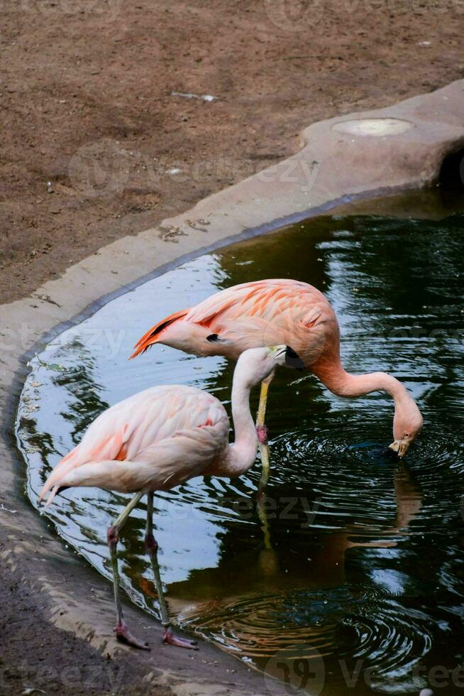 deux flamants roses sont en buvant l'eau de une étang photo