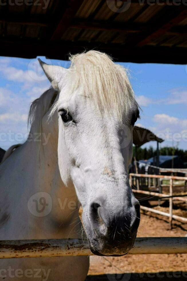 une blanc cheval est à la recherche plus de le clôture photo