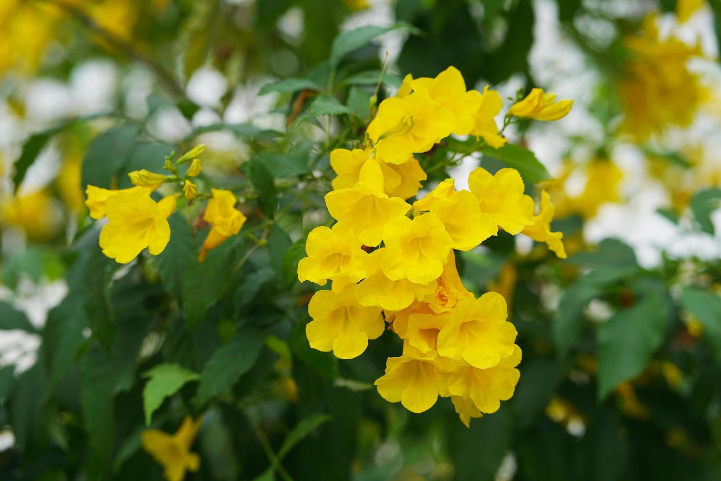 tecoma stans de fleur de trompette jaune dans le jardin. photo