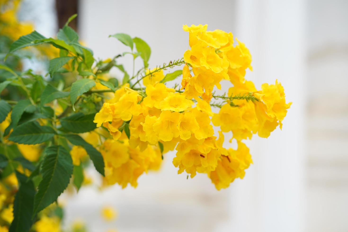 tecoma stans fleur trompette jaune dans le jardin photo