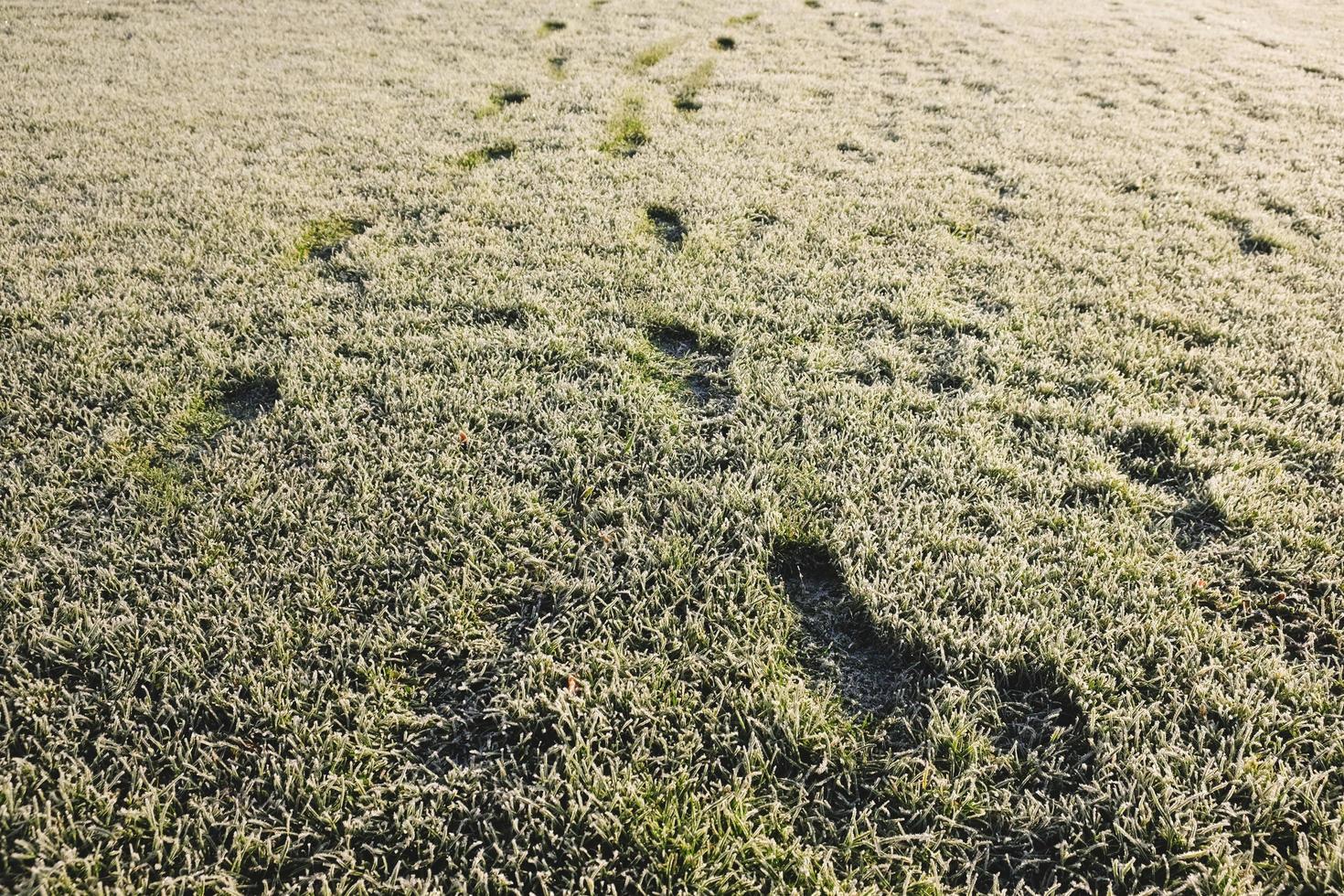 empreintes de pas dans l'herbe avec givre le matin photo