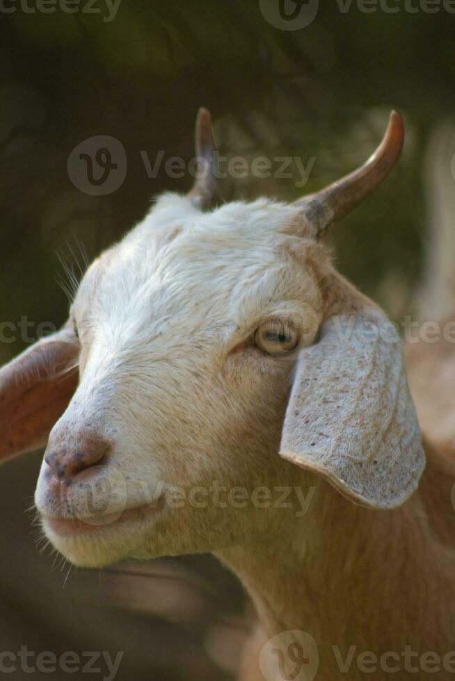 marron chèvre visage proche en haut 4 photo