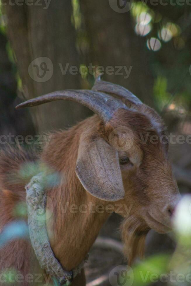 marron chèvre visage avec cornes 2 photo