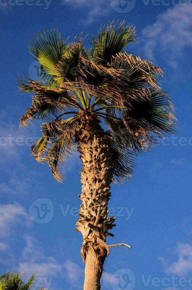 palmier dans le vent photo