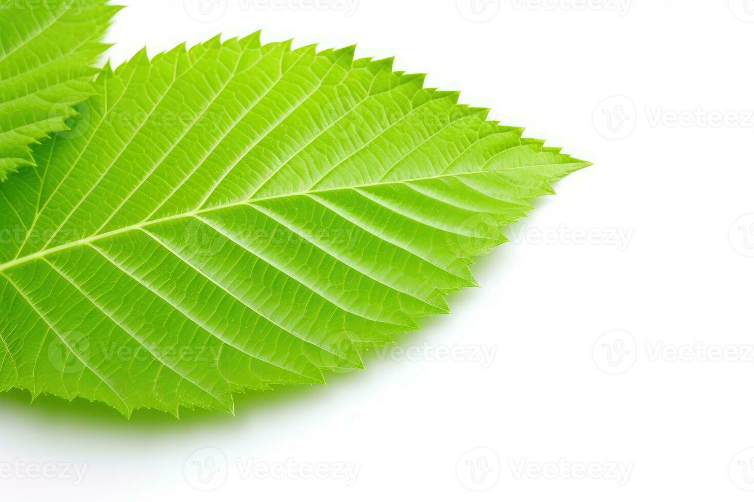 ai généré feuilles blanc Contexte vert feuilles photo