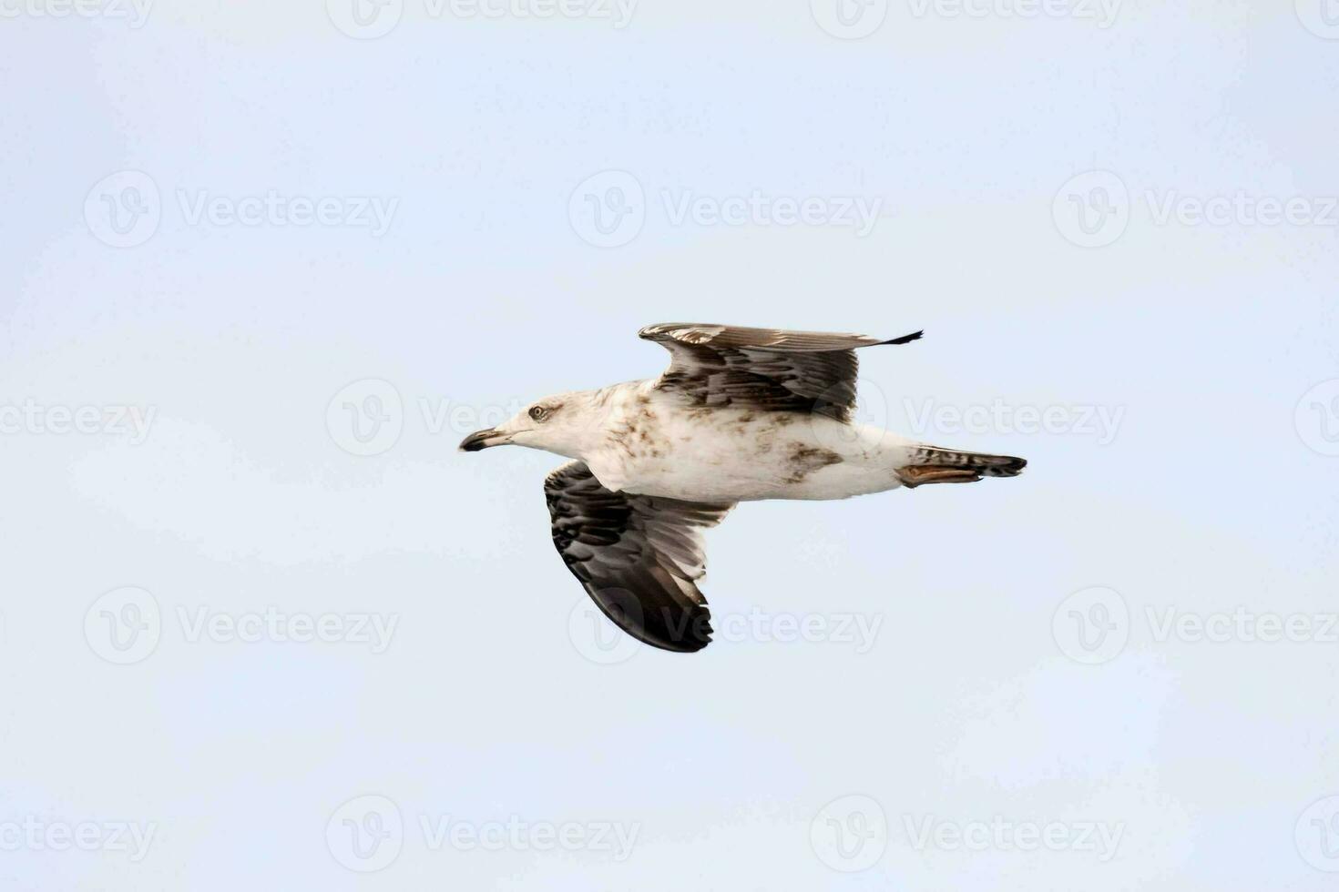 une mouette en volant dans le ciel photo