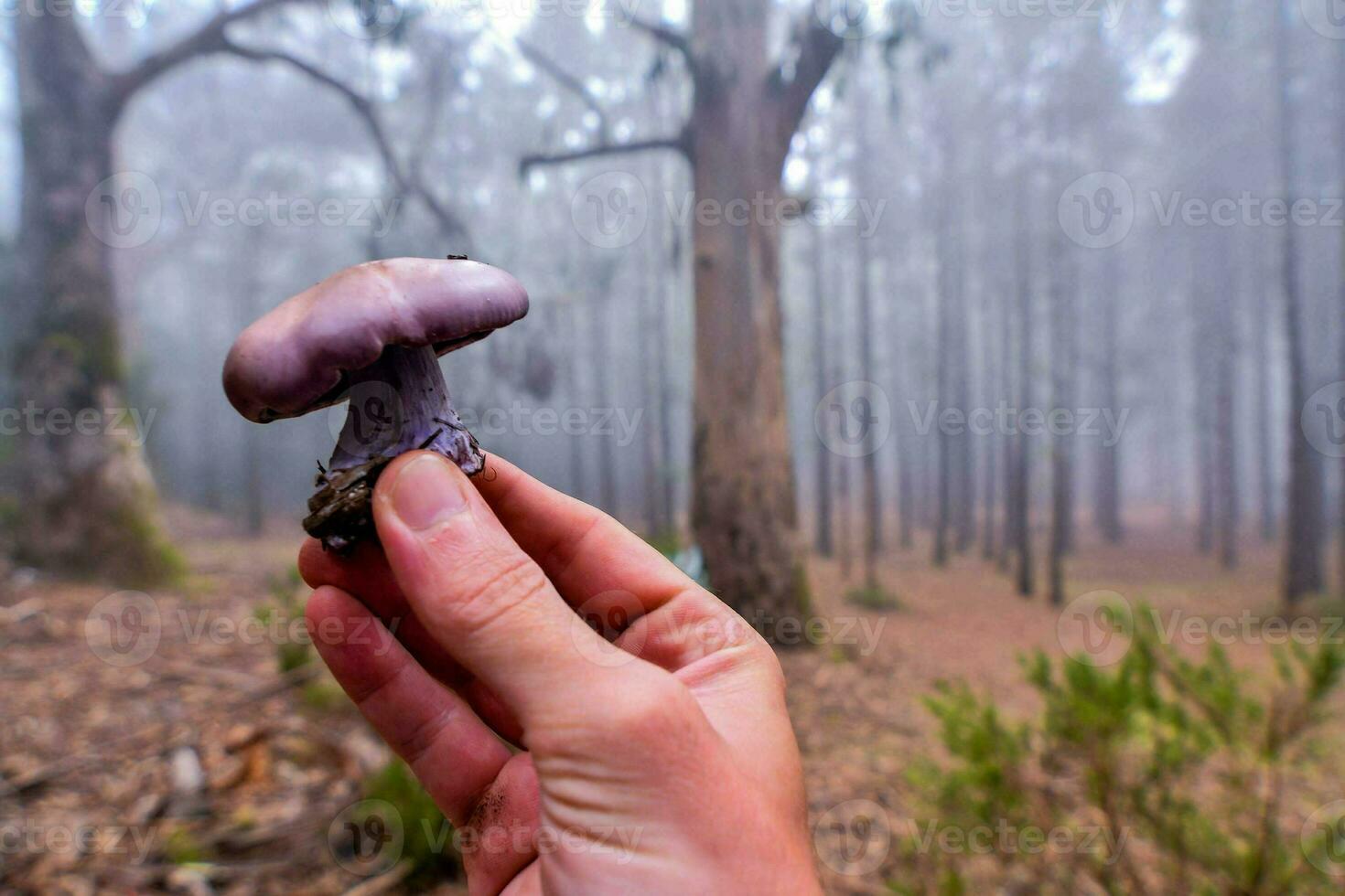 une main en portant une violet champignon dans le milieu de une forêt photo