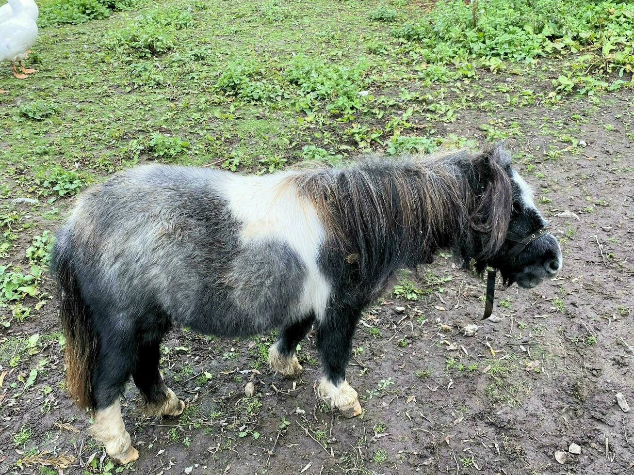 une vue de une miniature poney photo