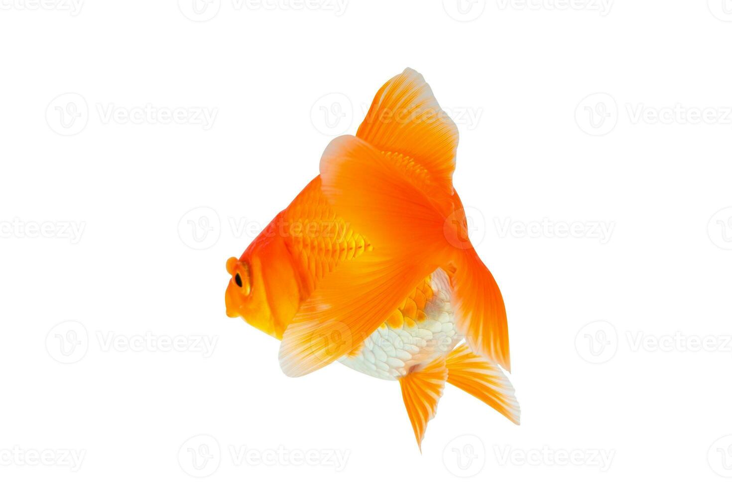 oranda poisson rouge isolé sur blanc Contexte proche en haut photo