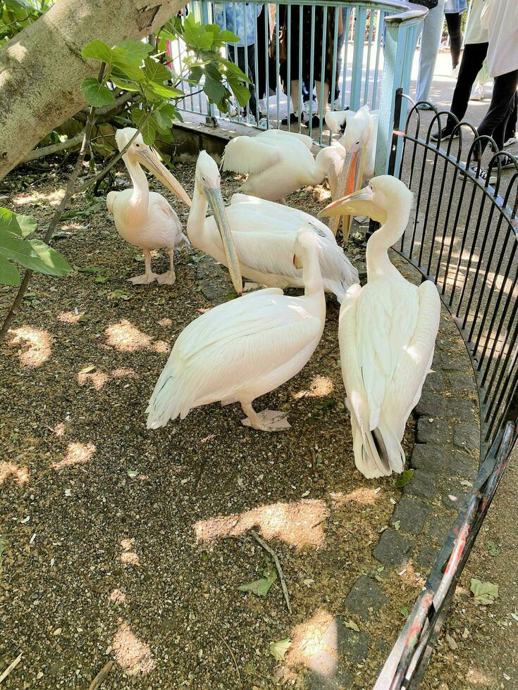 une vue de une pélican dans une parc dans Londres photo