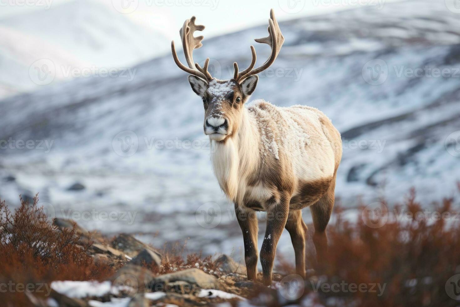 ai généré renne avec gros bois en marchant dans hiver toundra. photo