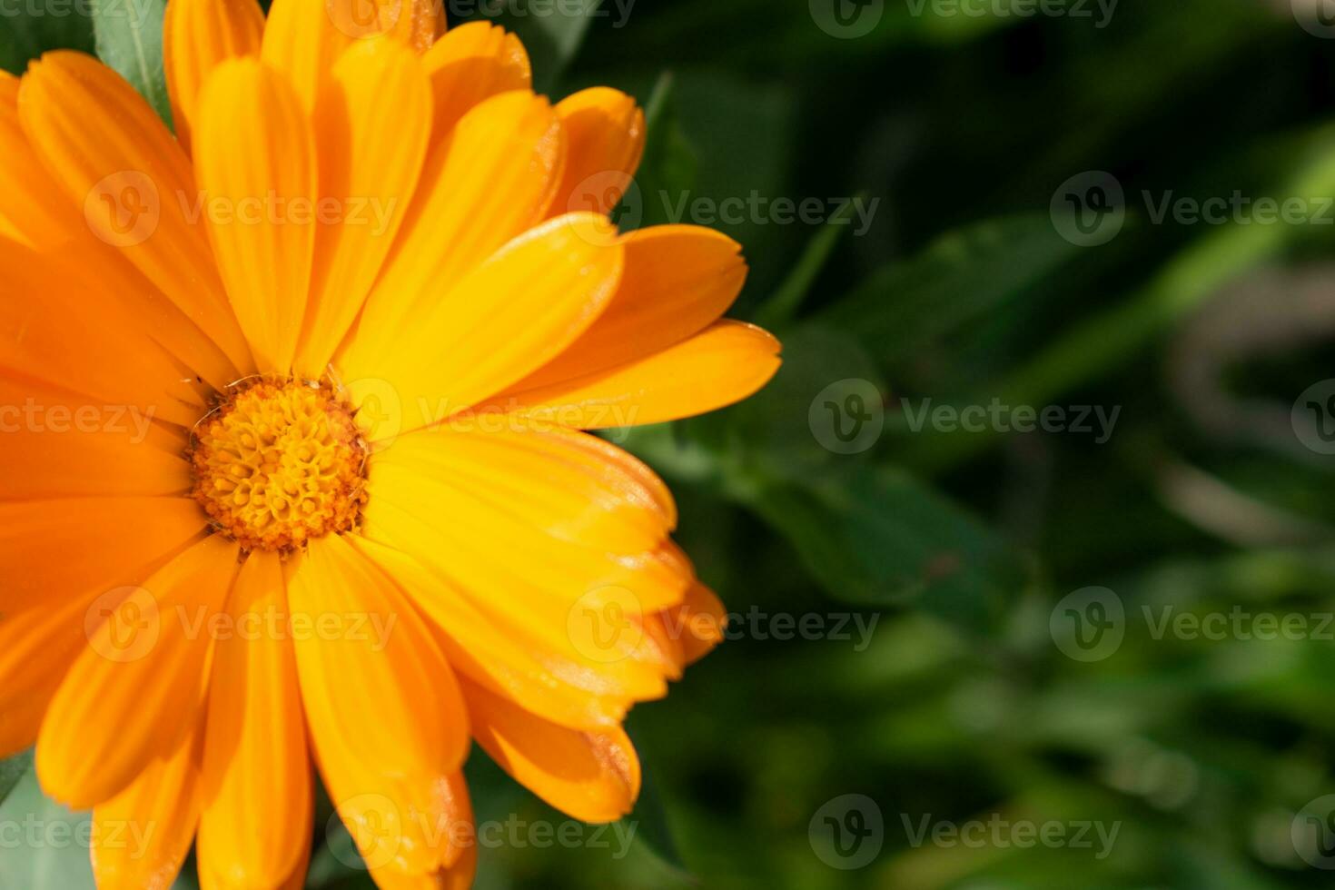 magnifique Orange calendula officinalis fleur proche en haut dans une jardin sur une vert Contexte photo