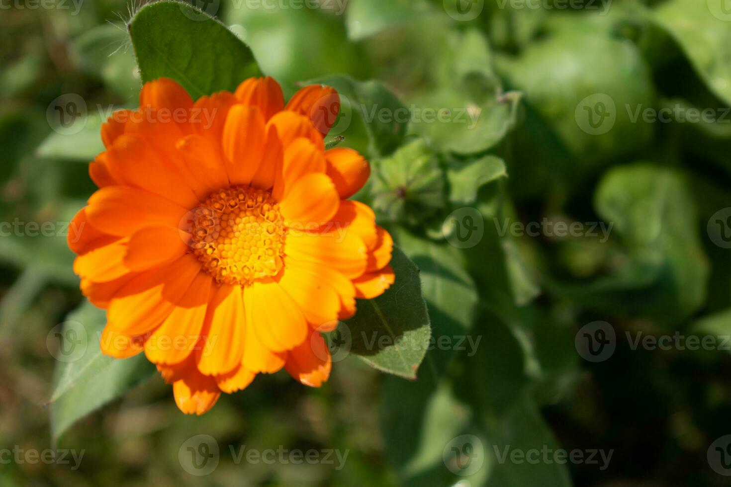 magnifique Orange calendula officinalis fleur proche en haut dans une jardin sur une vert Contexte photo