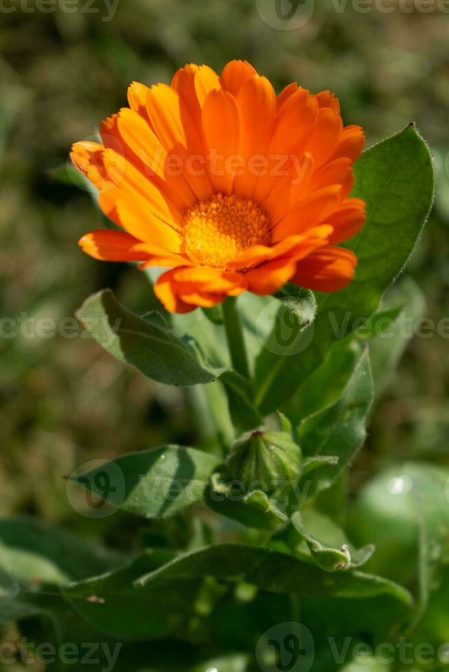 magnifique Orange calendula officinalis fleur proche en haut dans une jardin sur une vert Contexte photo