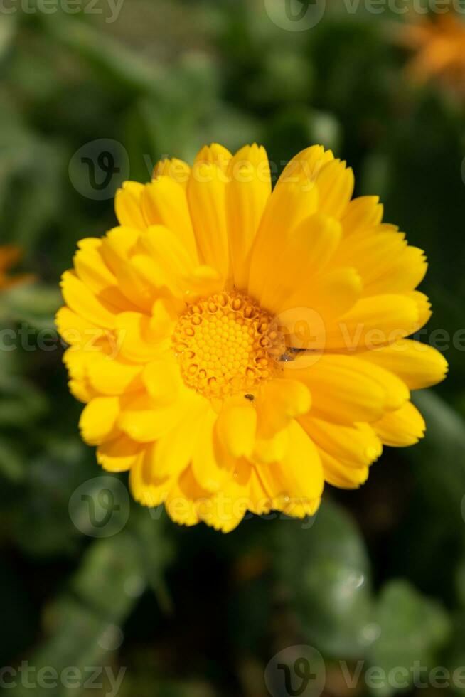 magnifique Jaune calendula officinalis fleur proche en haut dans une jardin sur une vert Contexte photo