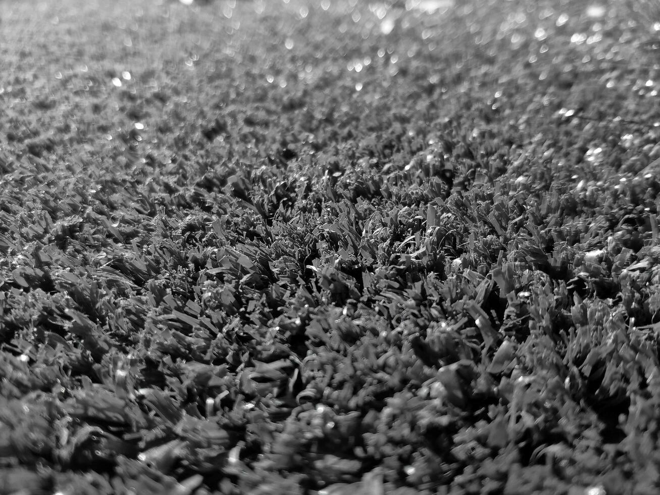 noir et blanc herbe Contexte proche voir, niveaux de gris herbe photo