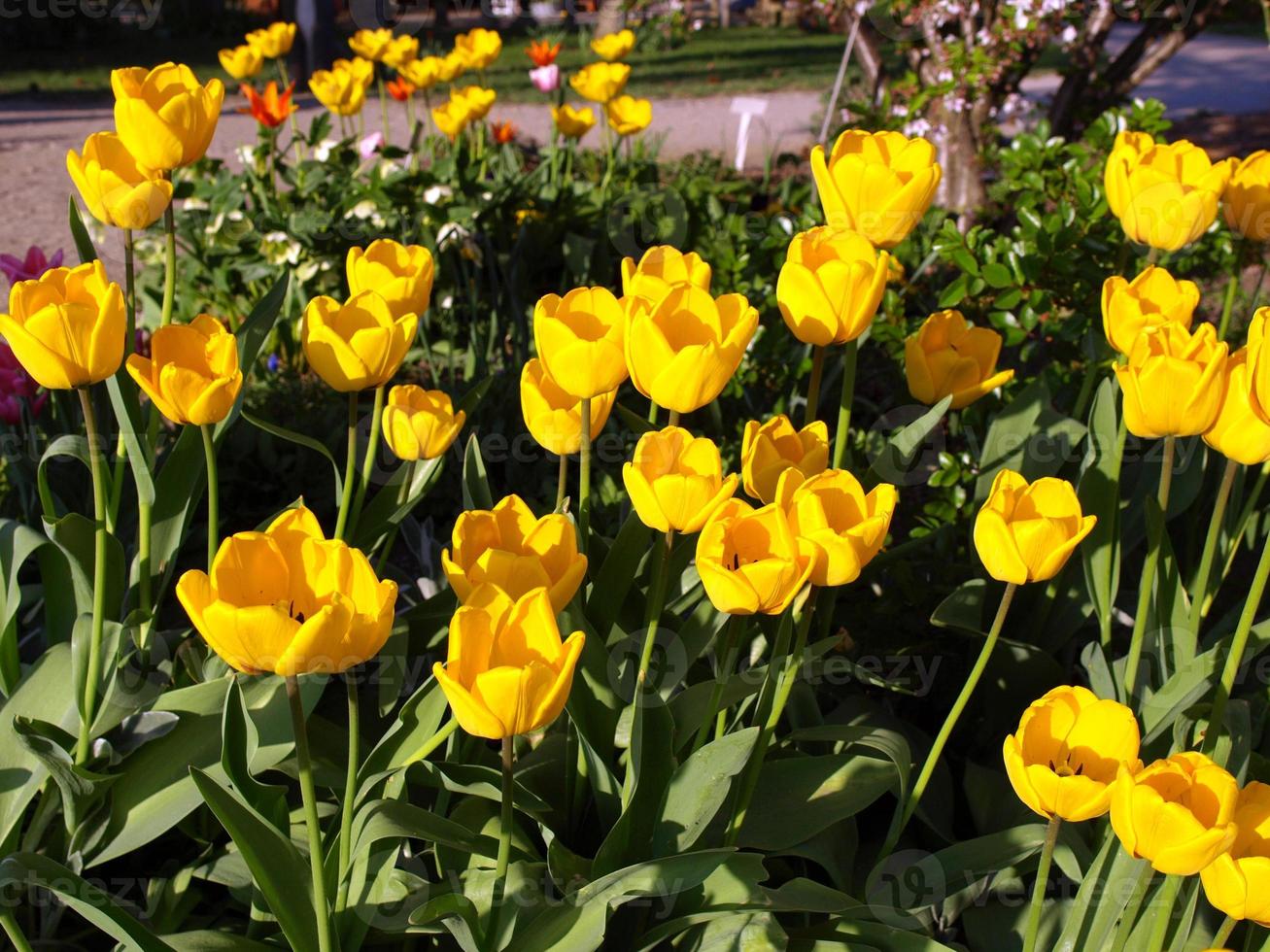 tulipes jaunes dans le parc photo