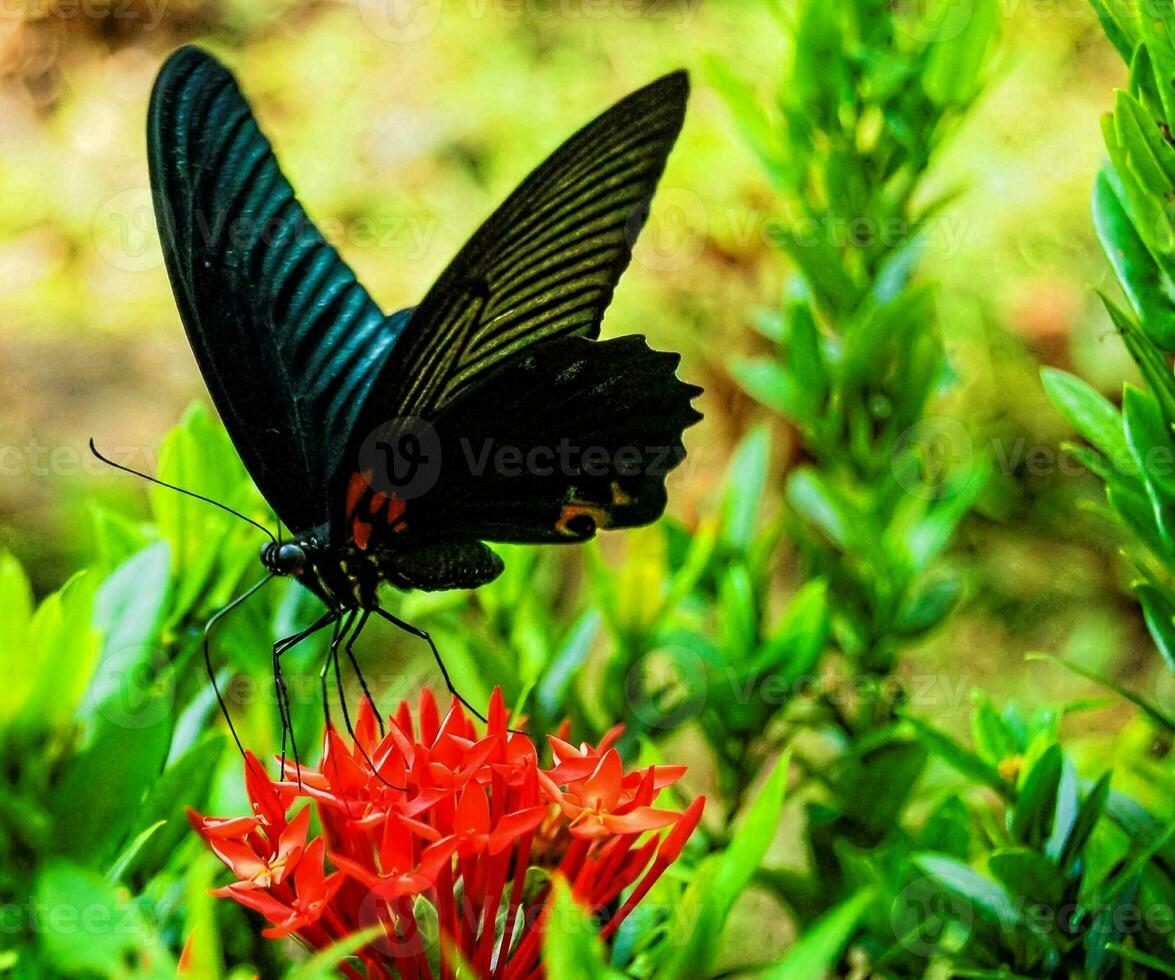 une noir papillon est séance sur une rouge fleur photo