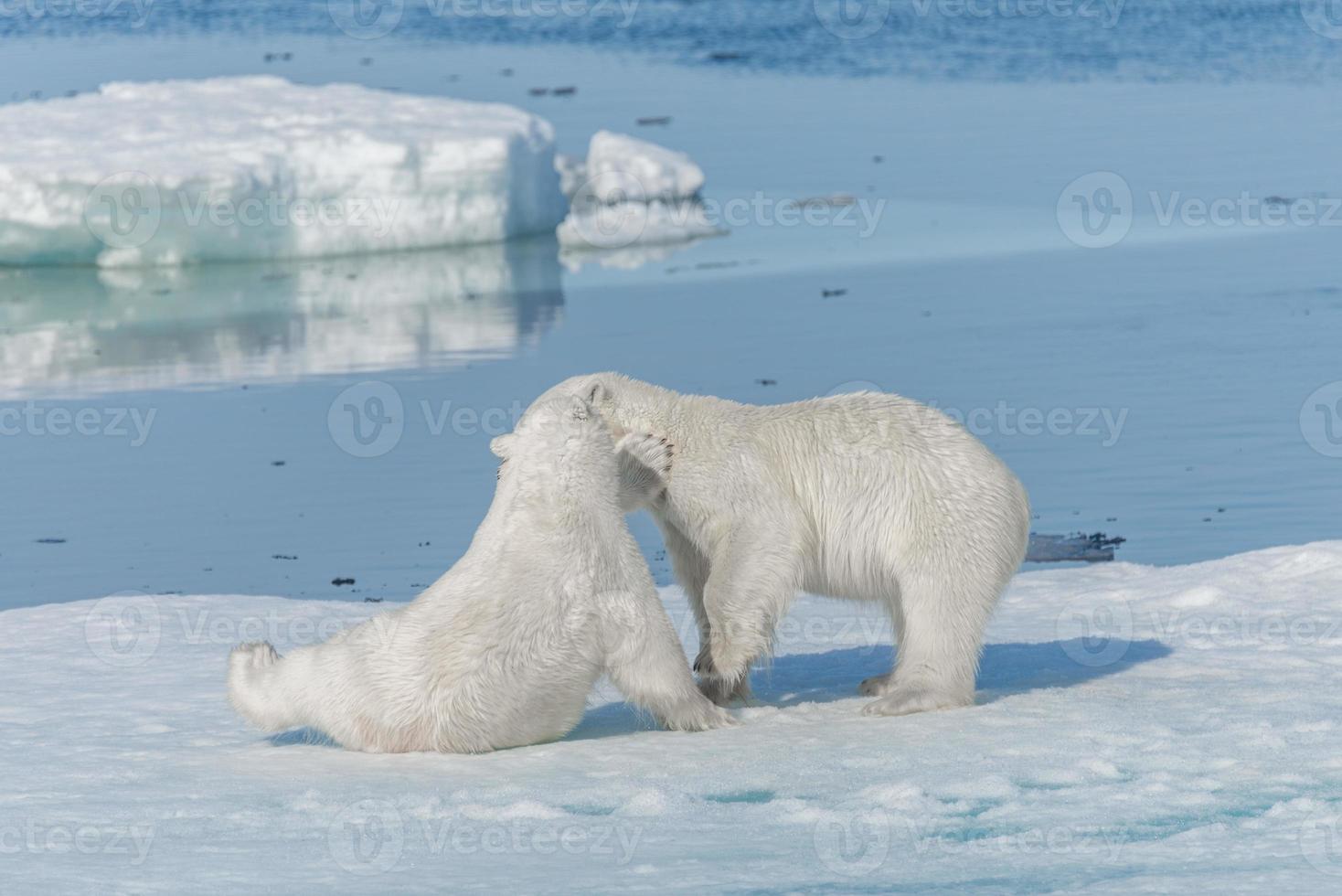 Deux jeunes oursons polaires sauvages jouant sur la banquise dans la mer arctique, au nord du Svalbard photo