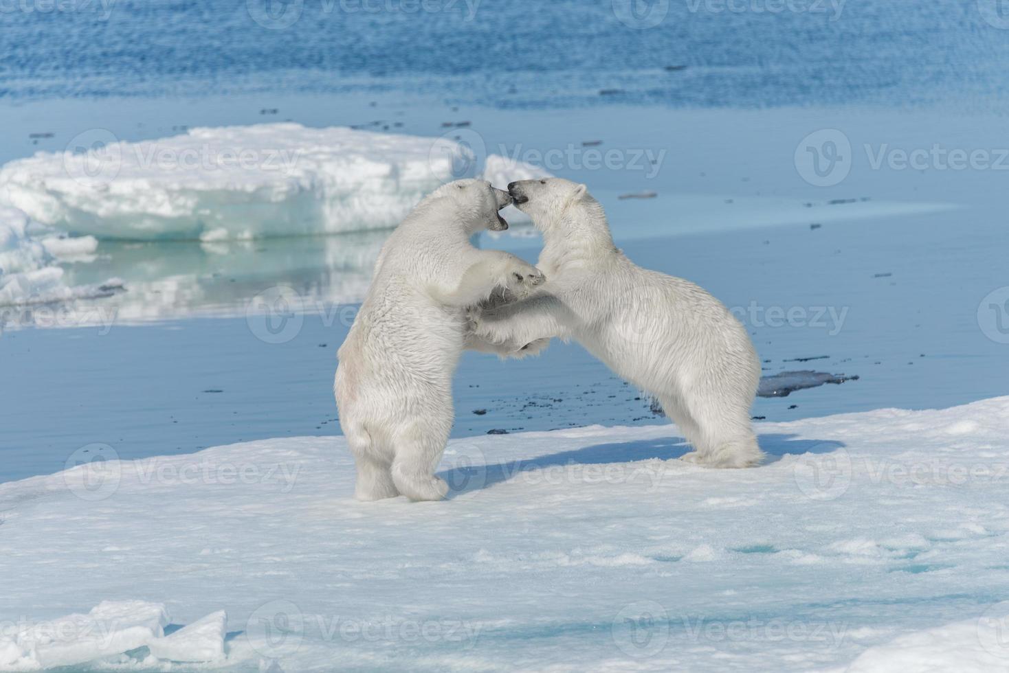 Deux jeunes oursons polaires sauvages jouant sur la banquise dans la mer arctique, au nord du Svalbard photo